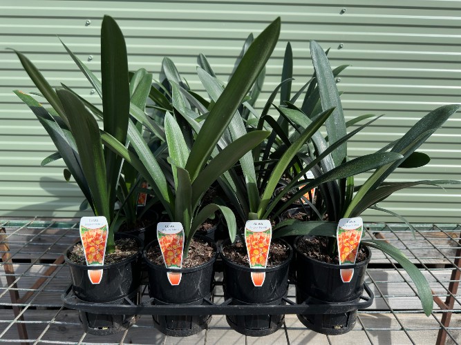 Clivia Belgium Hybrid Our Products