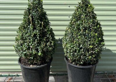 Buxus Sempervirens Cone 250mm