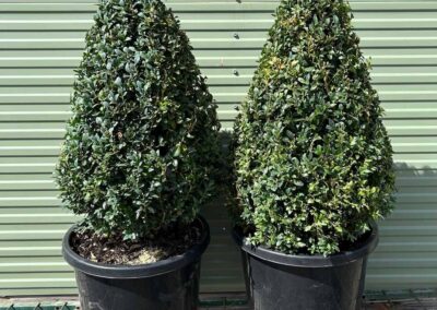 Buxus Sempervirens Cone 300mm