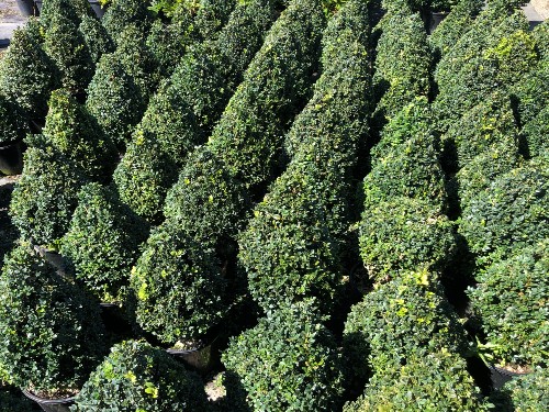 Buxus Sempervirens Cones About Us