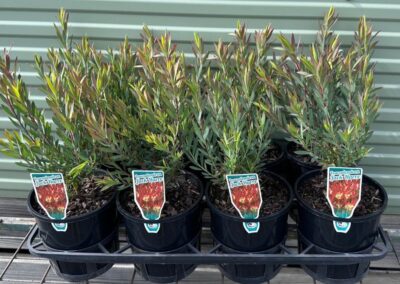 Leucadendron Jack Harre 140mm