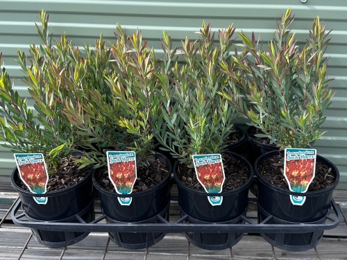 Leucadendron Jack Harre (About Us) Leucadendron Jack Harre