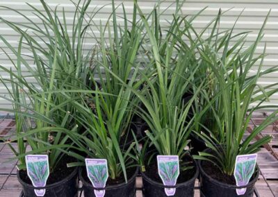 Liriope Evergreen Giant 140mm