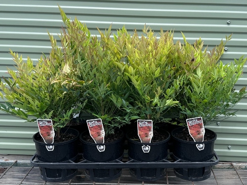 Nandina Moonbay (About Us) Nandina Moon Bay