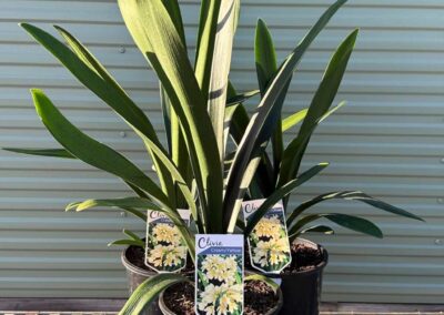 Clivia Yellow 200mm