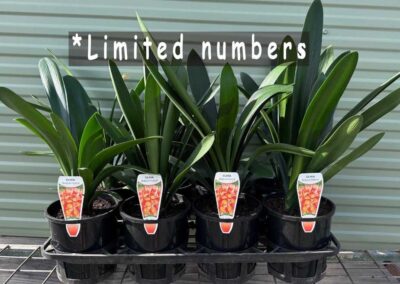 Clivia miniata Belgian Hybrid 140mm