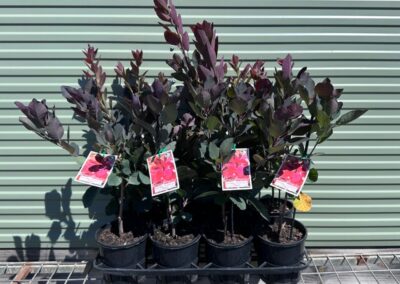 Cotinus Grace 140mm