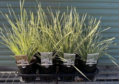 Lomandra White Sands 140mm