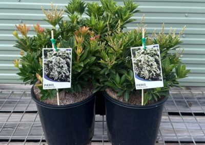 Pieris Sarabande 200mm
