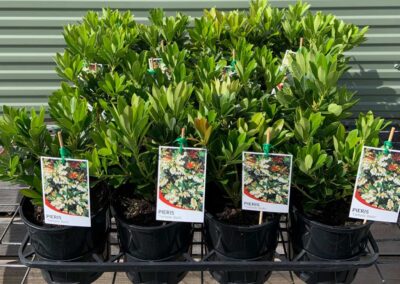 Pieris Temple Bells 140mm