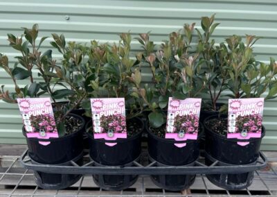 Rhaphiolepsis Pink Punch 140mm