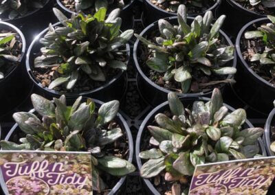 Ajuga Tuff n Tidy 140mm