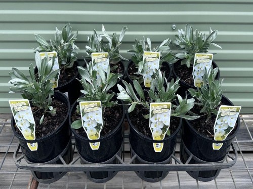 Convolvulus Cneorum 140mm (ABOUT US) Liriope Muscari
