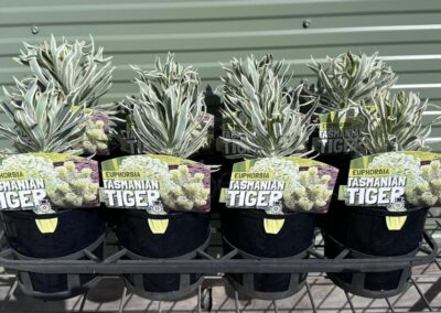 Euphorbia Tasmanian Tiger 140mm