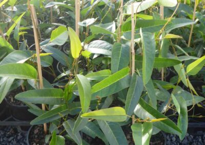 Hardenbergia Free n Easy 140mm