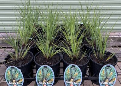 Lomandra FrostyTop 140mm