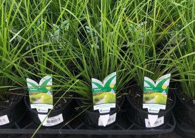 Lomandra Tanika 140mm