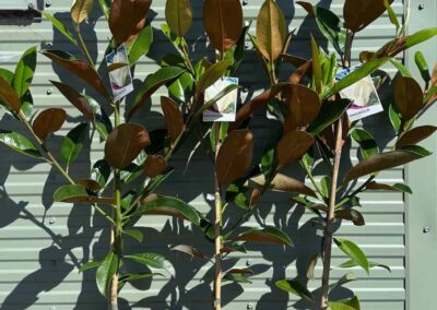 Magnolia Exmouth 200mm