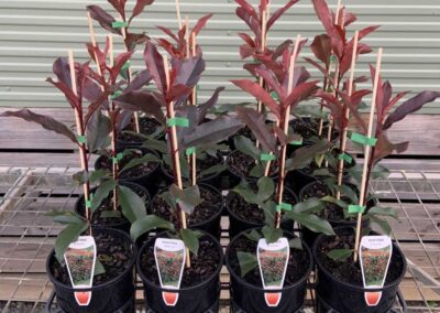 Photinia Robusta 140mm