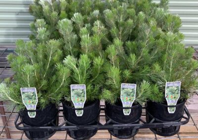 Adenanthos Sericeus 140mm