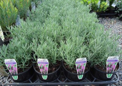 Lavender Avonview 140mm