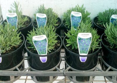 Lavender Hidcote 140mm