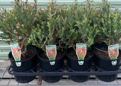 Leucadendron Red Devil 140mm