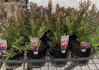Leucadendron Strawberries & Cream 140mm
