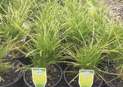 Lomandra Echidna Grass 140mm