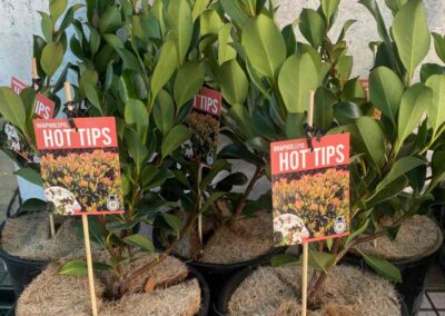 Rhaphiolepis Hot Tips 200mm
