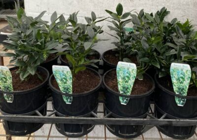 Sarcococca Sweet Box 140mm
