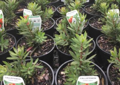 Callistemon Little John 140mm