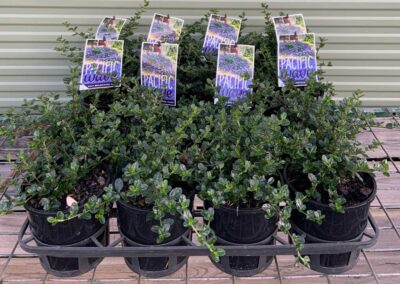 Ceanothus Pacific Wave 140mm