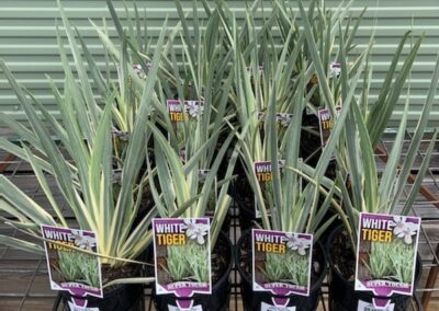 Dietes White Tiger 140mm