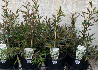 Leptospermum Copper Glow 140mm