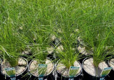 Lomandra Lime Wave 140mm