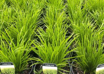 Lomandra Little Lime 140mm
