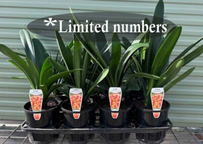 Clivia miniata Belgian Hybrid 140mm