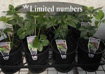 Helleborus Orientalis 140mm