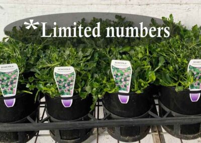 Scaevola Mauve Clusters 140mm