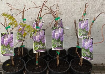 Wisteria Amethyst Falls 140mm