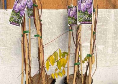 Wisteria Amethyst Falls 200mm