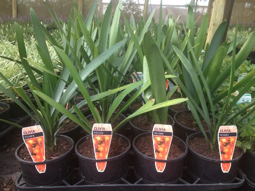 Clivia Miniata Orange 140mm About Us