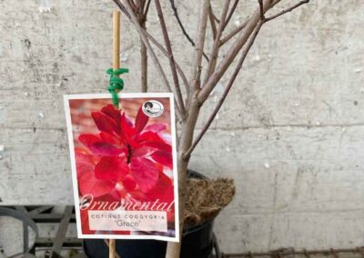 Cotinus Grace 200mm
