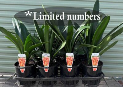Clivia miniata Belgian Hybrid 140mm