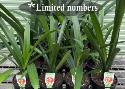 Clivia miniata Orange 140mm
