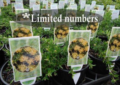 Grevillea Prostrate Gold 140mm