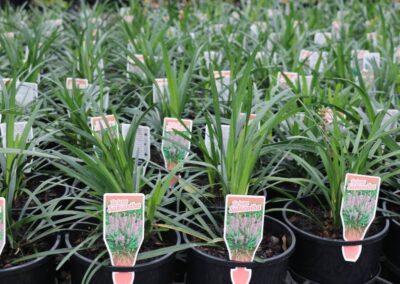 Liriope Samantha 140mm