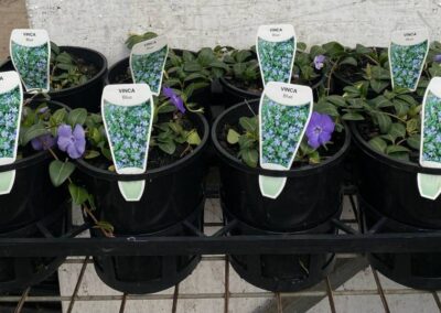 Vinca Blue 140mm