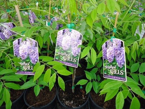 Wisteria Amethyst Falls Wisteria Amethyst Falls 140mm About Us